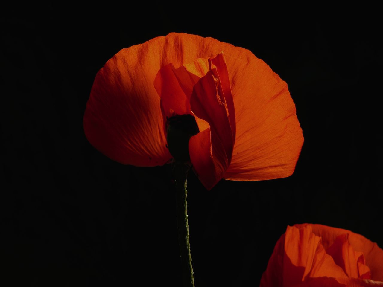 Mohn im Gegenlicht