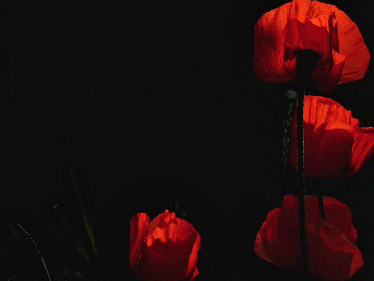 Mohn im Gegenlicht II