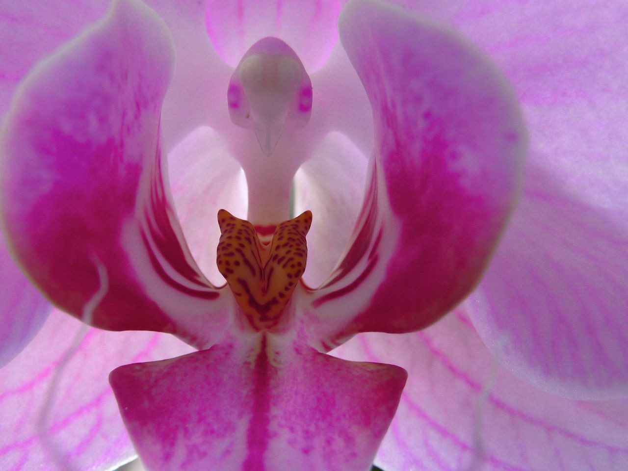 Phalaenopsis