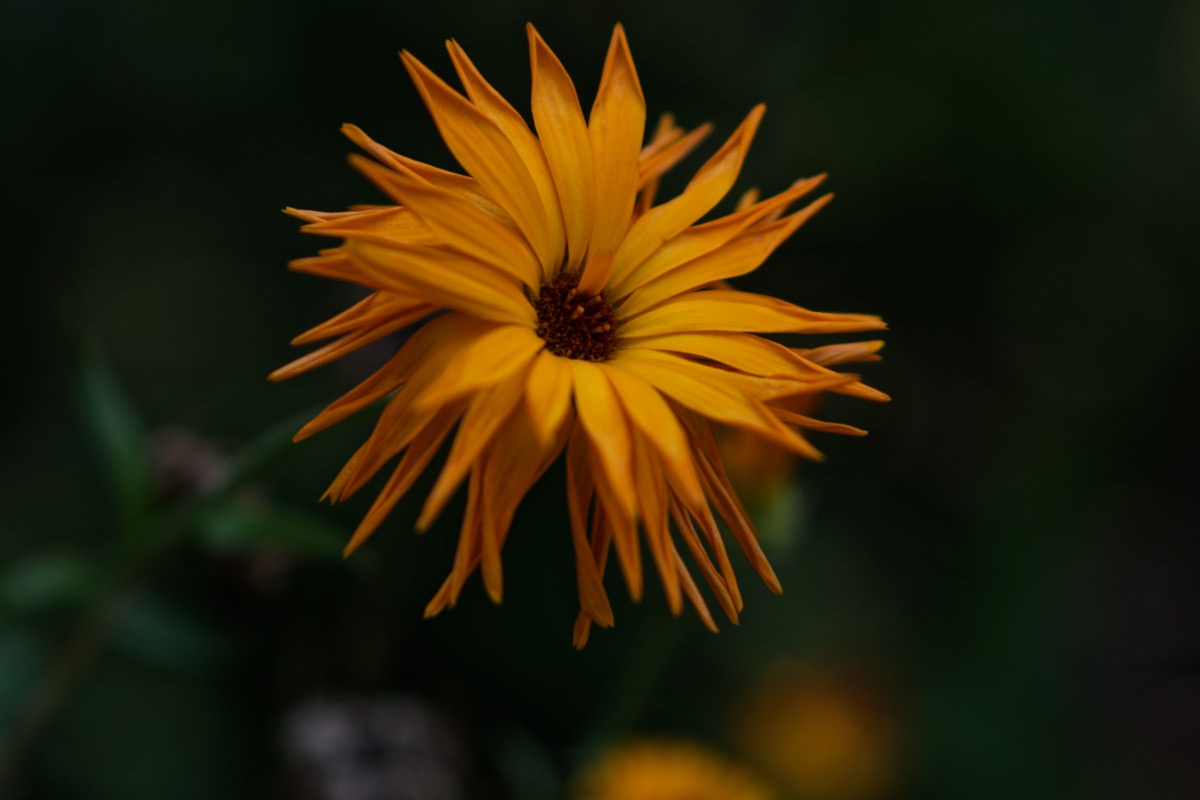 Garten-Ringelblume