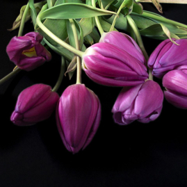 2390_tulpen