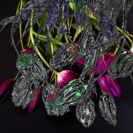 2391_tulpen_diff_chrom