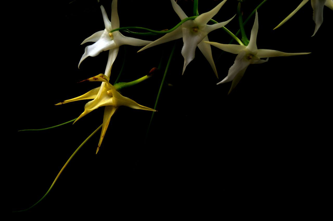 Angrecum sesquipedale