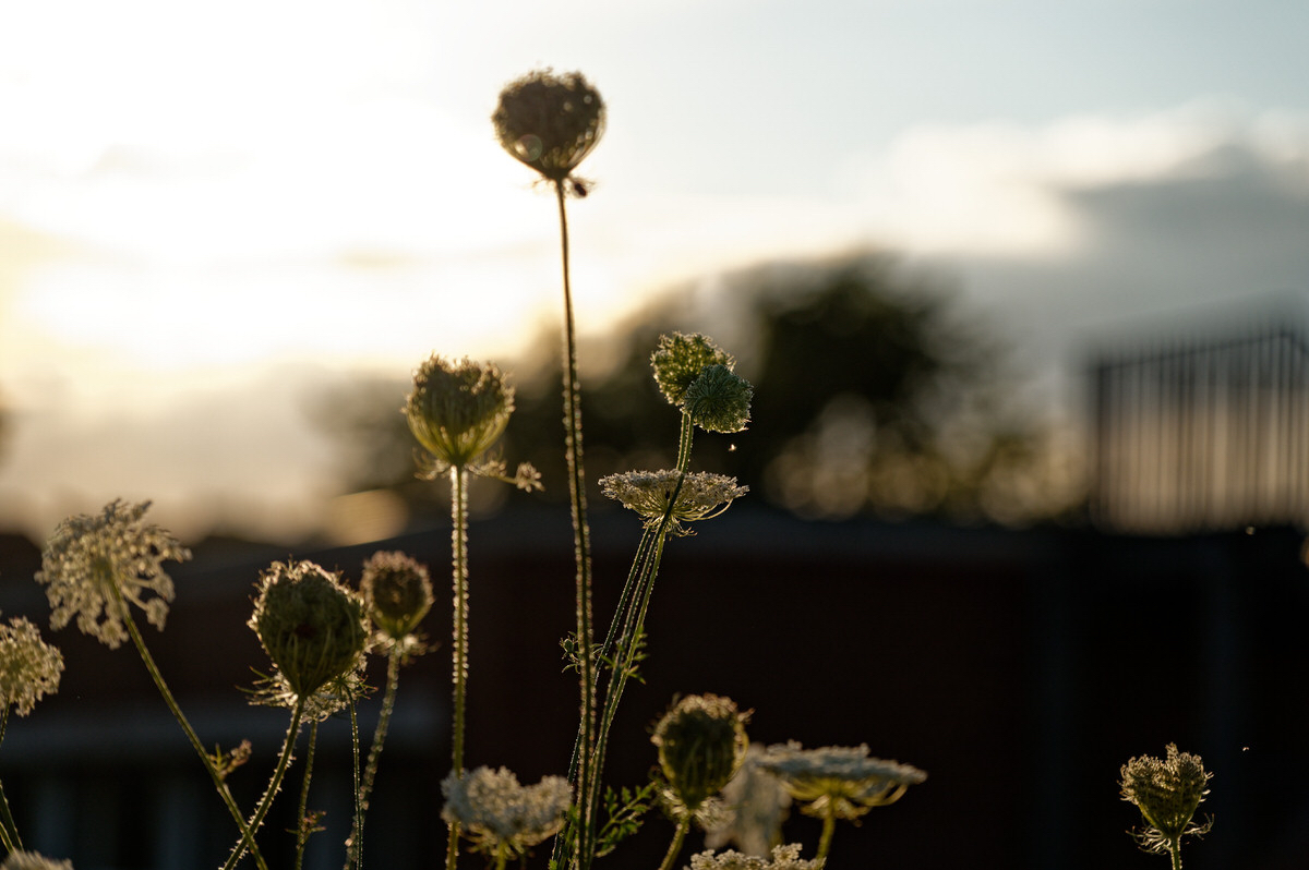 Wilde M&ouml;hre im Gegenlicht